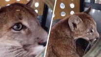 Capturan puma en sector poblado de Paine y evalúan regreso a su hábitat