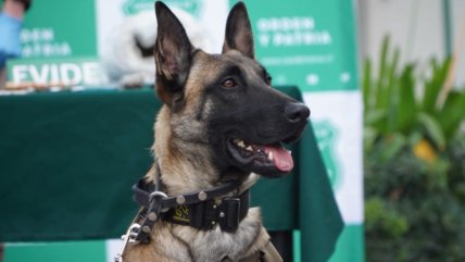  El primer perro detector de armas y municiones en Carabineros se llama 