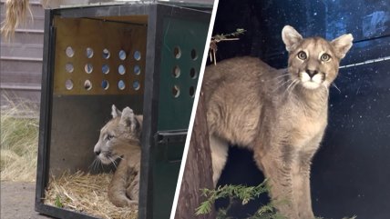   Madre buscando a su cachorra: piden no perseguir a otro puma que ronda Paine 