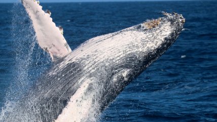 Dos ballenas jorobadas batieron récord tras nadar entre Australia y Brasil