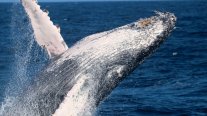 Dos ballenas jorobadas batieron récord tras nadar entre Australia y Brasil