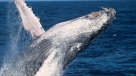Dos ballenas jorobadas batieron récord tras nadar entre Australia y Brasil