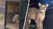 SAG y refugio no lograron hallar a madre puma que busca reencontrarse con su cachorra