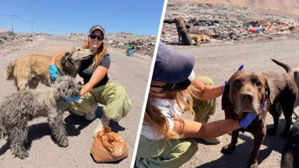  Joven recorre vertedero en pleno desierto para ayudar a más de cien perros abandonados 