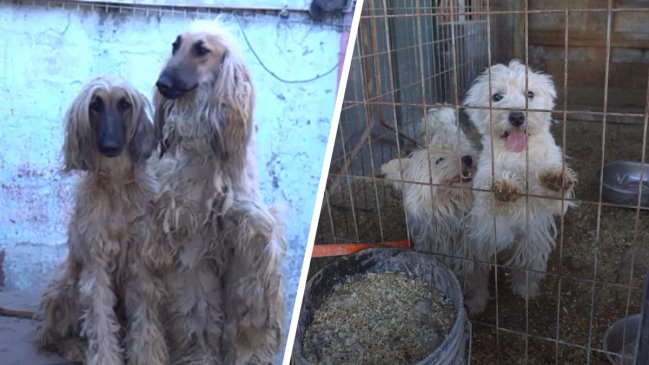 Desmantelan criadero ilegal con más de 50 perros hacinados en La Florida