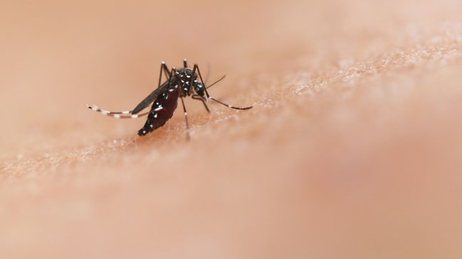 Tras hallazgo de mosquito del dengue, vecinos piden intervenir 