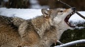 Armada sólo con un bastón, pastora sobrevivió a 10 minutos de ataques de un lobo feroz