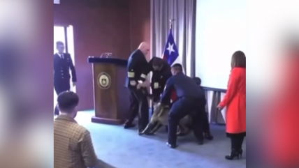 Armada explicó que perro antidrogas que atacó a oficial sufrió 