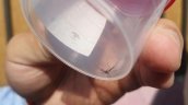 Alerta sanitaria en Antofagasta tras confirmarse 10 focos del mosquito transmisor del dengue