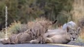 Captan a puma amamantando a sus crías en ruta de Torres del Paine
