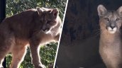 Puma capturada en Paine sigue 