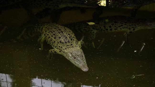 Niño quedó en estado crítico tras caer a fosa de cocodrilos: Habría sido arrojado