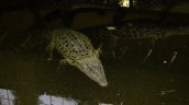 Niño quedó en estado crítico tras caer a fosa de cocodrilos: Habría sido arrojado