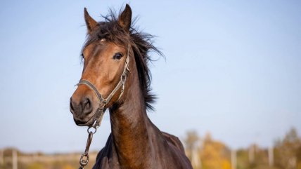 Caballo atropellado buscó ayuda en hospital y fue atendido por funcionarios
