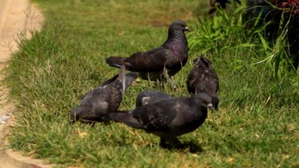 Hasta 357 mil pesos de multa por alimentar palomas en Concepción