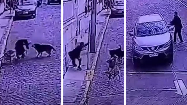 Captan ataque de jauría de perros a turista en pleno cerro Concepción de Valparaíso