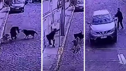   Captan ataque de jauría de perros a turista en pleno cerro Concepción de Valparaíso 