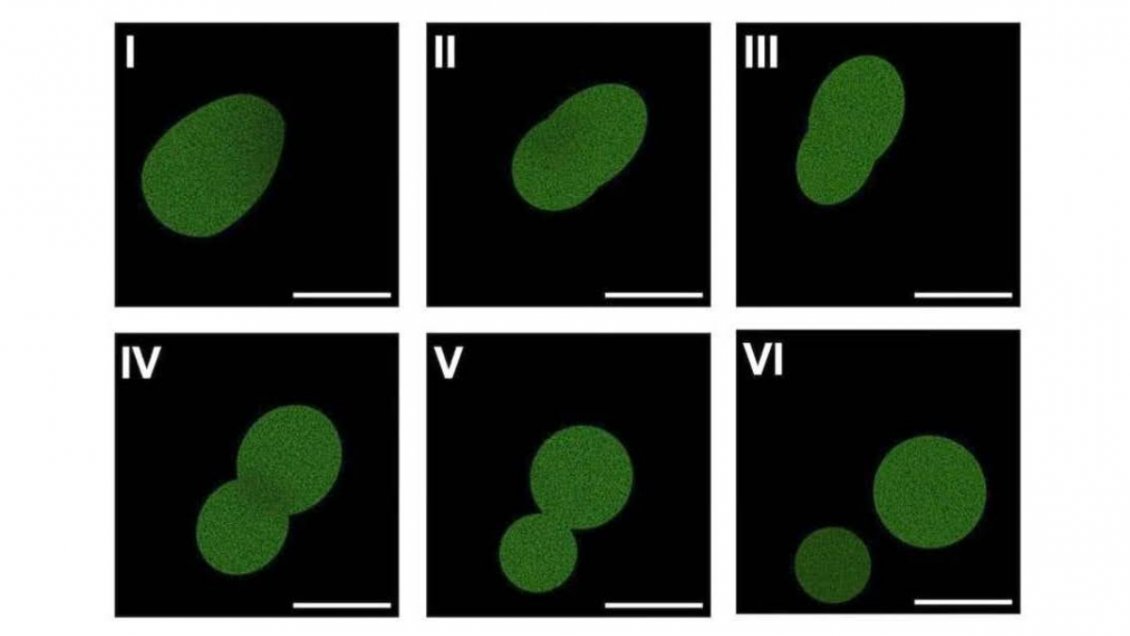 Impactante: crean la primera célula artificial capaz de reproducirse y completar un ciclo de vida autónomo