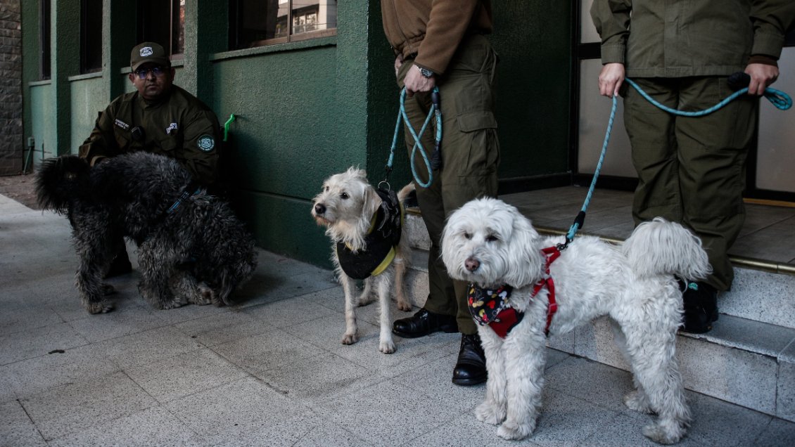 Enigma en Santiago Centro: Tres perritos fueron sorprendidos contra el tránsito dentro de un auto