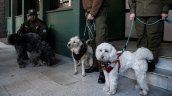 Enigma en Santiago Centro: Tres perritos fueron sorprendidos contra el tránsito dentro de un auto