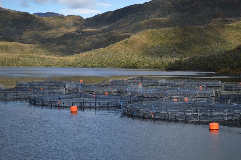 Municipios y salmoneras debaten sobre actividad productiva en el Lago Llanquihue