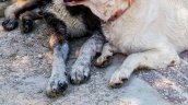 PDI recuperó cadáveres de ocho perros robados perversamente desde un crematorio