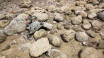 Terremotos de Venezuela convirtieron isla vecina en un cementerio de animales marinos