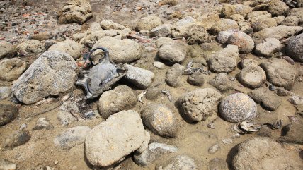 Terremotos de Venezuela convirtieron isla vecina en un cementerio de animales marinos