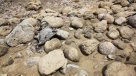 Terremotos de Venezuela convirtieron isla vecina en un cementerio de animales marinos