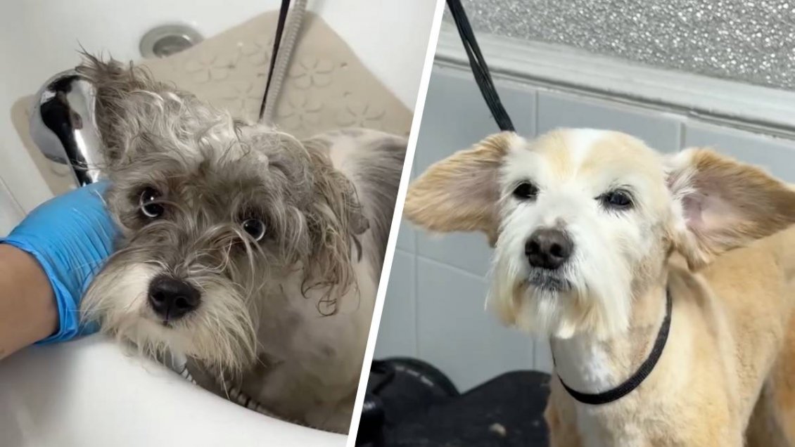 Estación Central inauguró la primera peluquería canina municipal de Chile
