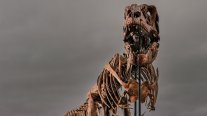 Esqueleto de un Tyrannosaurus Rex se vendió en 50 millones de dólares