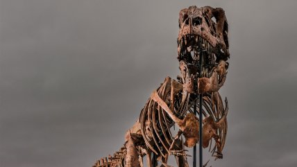 Esqueleto de un Tyrannosaurus Rex se vendió en 50 millones de dólares
