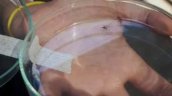 Salud inspeccionará más de mil viviendas en Tocopilla por alerta de mosquito del Dengue