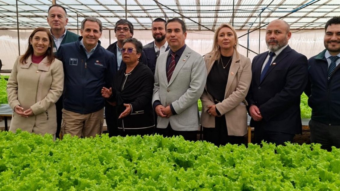 Agricultores hidropónicos de Altos La Portada en Antofagasta se consolidan como proveedores del Estado