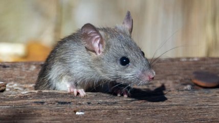   Niña de 11 años murió por hantavirus en Rengo 