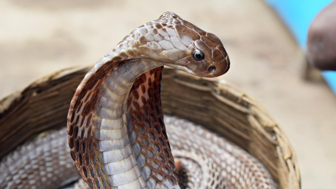 Tres niñas indias murieron por el ataque de una serpiente en un internado en la India
