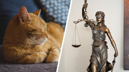   Tras separación: Corte de Valdivia rechazó dar custodia compartida de un gato 