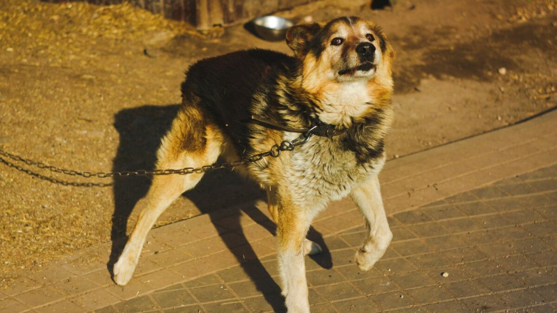 Mujer de 78 años murió tras ser atacada por tres perros en Quirihue
