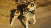 Mujer de 78 años murió tras ser atacada por tres perros en Quirihue