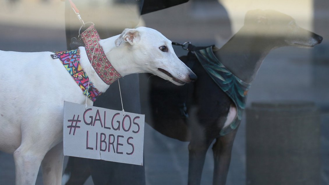 Diputados aprobaron proyecto que prohíbe las carreras de perros galgos