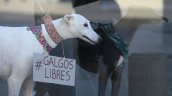 Diputados aprobaron proyecto que prohíbe las carreras de perros galgos