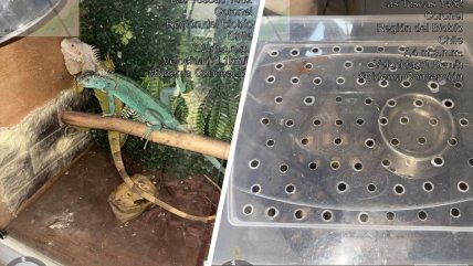Denuncia por VIF destapó animales exóticos en deplorables condiciones