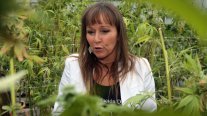 Gazmuri: Si se persigue el consumo lícito de droga, se lleva a los pacientes a las manos del narco