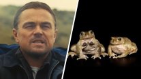 Ranita Pehuenche: La especie que provocó la intervención de DiCaprio para evitar su extinción
