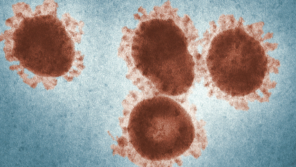 Ante aumento de casos Minsal descarta, por ahora, que el hantavirus haya mutado