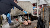 Decomisan más de 350 kilos de carne en mal estado en Temuco