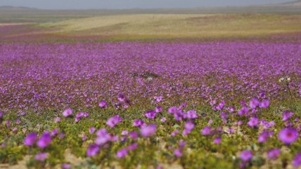   Expertos prevén un desierto florido de gran intensidad tras las lluvias en el norte 