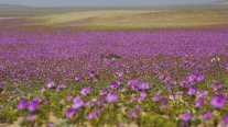 Expertos prevén un desierto florido de gran intensidad tras las lluvias en el norte