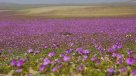 Expertos prevén un desierto florido de gran intensidad tras las lluvias en el norte