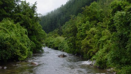 ¿Las plantaciones forestales reducen la disponibilidad de agua? Qué dice la evidencia en Chile